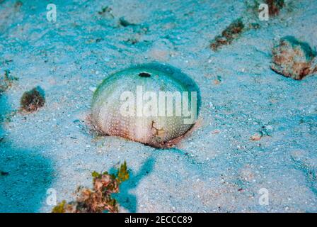 Resti scheletrici di un riccio marino sul fondo del mare Foto Stock