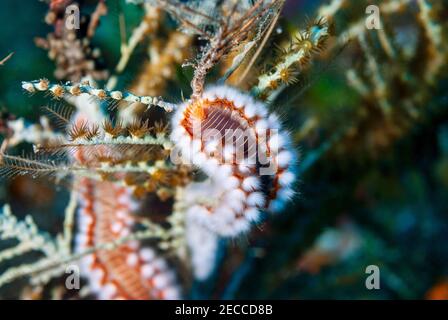 Bearded Firewworm alla ricerca di cibo in corallo Foto Stock