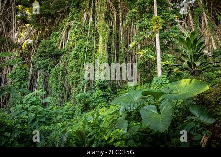 Esplora la lussureggiante bellezza della foresta pluviale incontaminata di Vanuatu, adornata da vivaci piante verdi come liana, alberi di bania, alocasia e palme Foto Stock