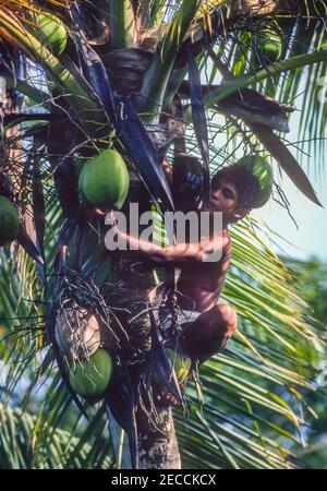 DELTA DEL FIUME ORINOCO, VENEZUELA - giovane uomo sale palma per raccogliere cocnut. Foto Stock