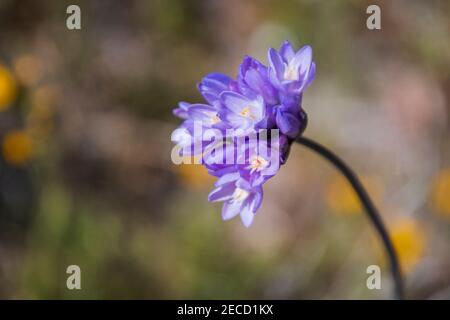 Dicks blu, Dichelostemma capitatum, è anche comune nella Antelope Valley California Poppy Reserve. Foto Stock