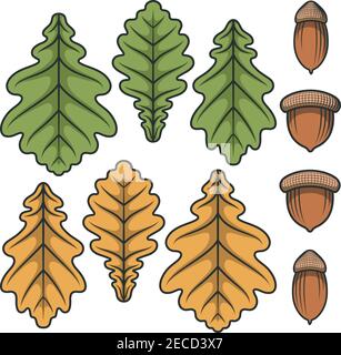 Colori acorni vettoriali e foglie di quercia. Oggetti isolati su sfondo bianco. Illustrazione Vettoriale