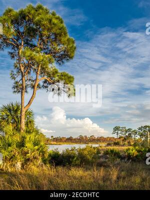 Lago Webb a Fred C. Babcock/Cecil M. Webb Wildlife Management Area a Punta Gorda Florida USA Foto Stock