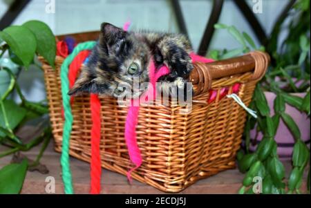 Il piccolo gattino ama giocare dentro e fuori dal suo nascondiglio di cesto di vimini. Si è coperta in filo di capelli vintage. Il gattino è marrone e nero. Foto Stock