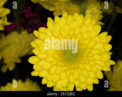 Chiudi uo di un singolo Crisantemo o mamma giallo Foto Stock