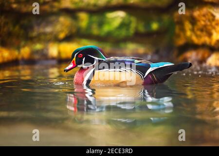 Anatra uccello in un lago Foto Stock