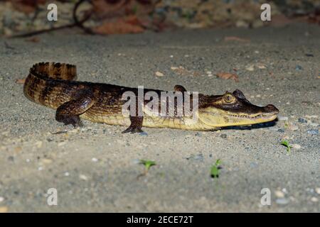 Caiman con occhiali - Crocodilus Caiman conosciuto anche come caimano bianco o comune o caimano con macchie nella notte, coccodrillo in Alligatoridae, bruno, YE Foto Stock