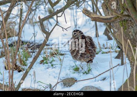 Cazzo di legno (Scolopax rusticola). Vista posteriore. Sulla neve che mostra cryptic contrassegnato piumaggio. Arrivo in inverno. Febbraio. Anglia orientale. REGNO UNITO. Foto Stock