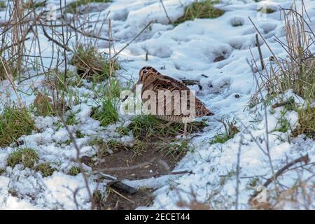 Cazzo di legno (Scolopax rusticola). Ricerca di alimenti invertebrati. Profilo, vista laterale, che mostra il piumaggio contrassegnato con una crittografia. Tempo invernale difficile. Febbraio. REGNO UNITO. Foto Stock