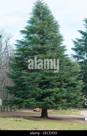 Un colpo verticale di albero di cedro Blue Atlas (Cedrus Atlantica) nel suo habitat naturale Foto Stock