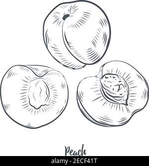 Pesca disegnata a mano isolata su sfondo bianco. Illustrazione Vettoriale