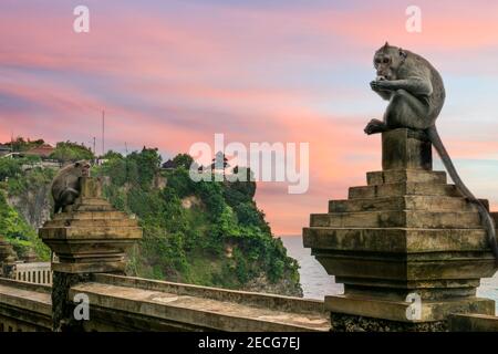 Scimmia Uluwatu appollaiata sulla sporgenza che domina il tempio il lato scogliera Foto Stock