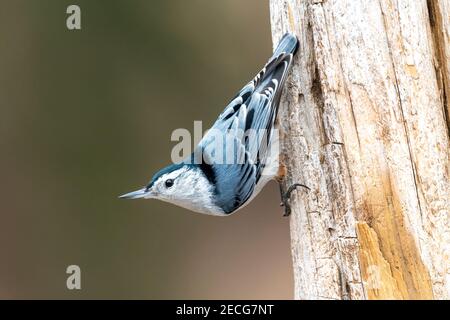 Nuthatch bianco (Sitta carolinensis), Stati Uniti orientali, di Dominique Braud/Dembinsky Photo Assoc Foto Stock