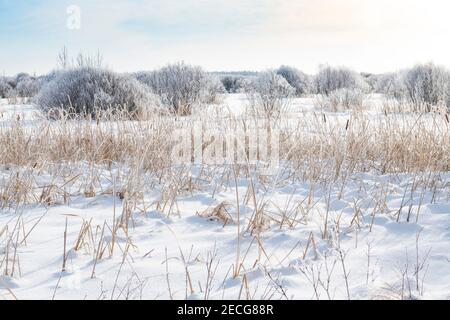 Rime Frost Landscape, Minnesota del Nord, USA, di Dominique Braud/Dembinsky Photo Assoc Foto Stock