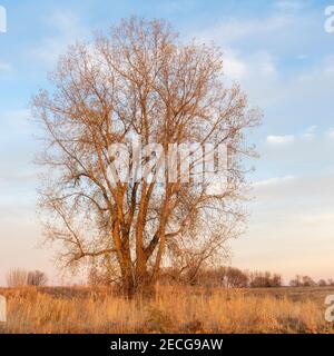 cottonwood orientale (Populus deltoides) al tramonto, autunno, e USA, di Dominique Braud/Dembinsky Photo Assoc Foto Stock