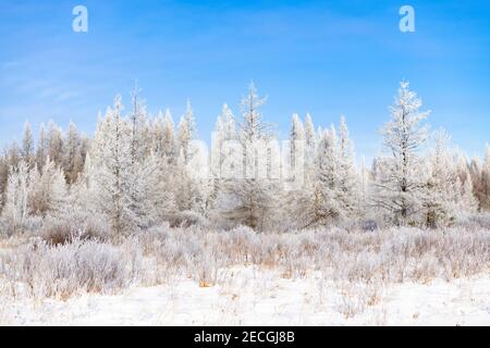 Rime Frost Landscape, palude di Tamarack, palude, Minnesota del Nord, Stati Uniti, di Dominique Braud/Dembinsky Photo Assoc Foto Stock