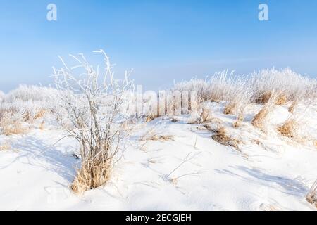 Rime Frost Landscape, Minnesota del Nord, USA, di Dominique Braud/Dembinsky Photo Assoc Foto Stock