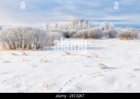 Rime Frost Landscape, Minnesota del Nord, USA, di Dominique Braud/Dembinsky Photo Assoc Foto Stock