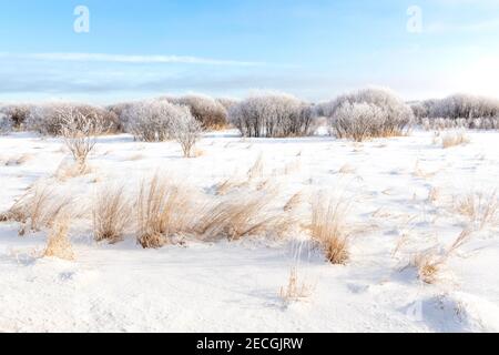 Rime Frost Landscape, Minnesota del Nord, USA, di Dominique Braud/Dembinsky Photo Assoc Foto Stock