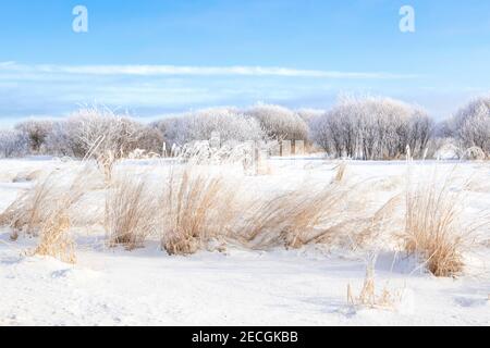 Rime Frost Landscape, Minnesota del Nord, USA, di Dominique Braud/Dembinsky Photo Assoc Foto Stock