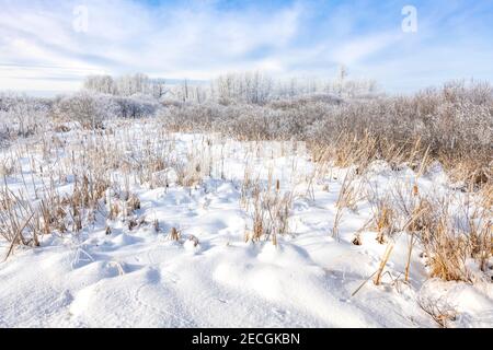 Rime Frost Landscape, Minnesota del Nord, USA, di Dominique Braud/Dembinsky Photo Assoc Foto Stock