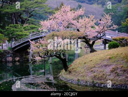 Sakura in fiore da un bel ponte di legno nel giardino giapponese, di Ritsurin Park, Takamatsu Foto Stock