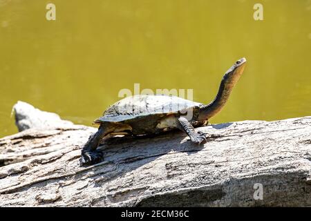 Tartaruga a collo lungo orientale crogiolarsi sul tronco Foto Stock