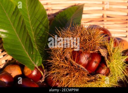 Castagne in un cesto con foglie Foto Stock