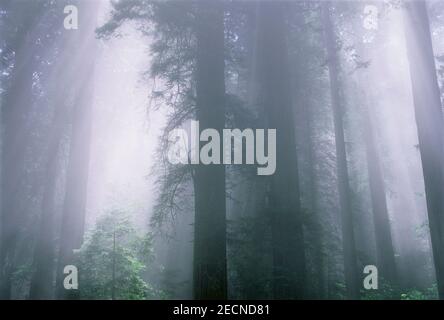 Beams of Sunlight, Humboldt Redwood state Park, California, USA Foto Stock