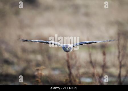 Harrier settentrionale (Circus hudsonius) in volo a caccia di zone umide, Fir Island, Washington, USA Foto Stock