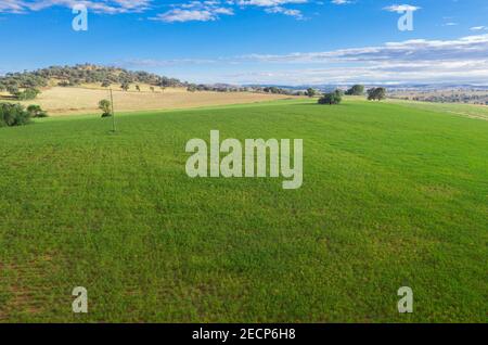 Tipico terreno agricolo tra Cowra e Canowindra nel centro-ovest Del nuovo Galles del Sud Australia Foto Stock