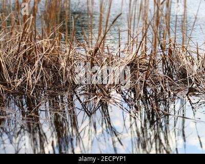 Canne acquatiche che crescono in un lago a Tokyo, Giappone. Foto Stock