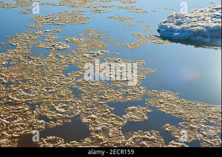 Scaffale di ghiaccio drifting sul fiume Elba Foto Stock
