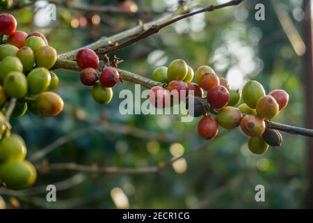 chicchi di caffè maturi freschi su un ramo Foto Stock