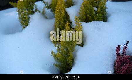 Primo piano di thuja nella neve Foto Stock