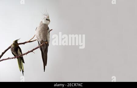 Pappagalli di cockatiel grigi e bianchi si siedono su un ramo su uno sfondo bianco. Pappagallo chiaro e scuro sull'albero. Spazio di copia. Foto Stock