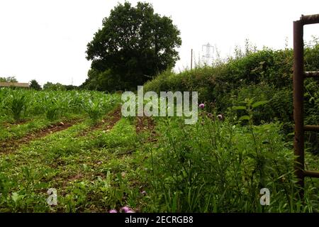 bordo di campo di mais con erbacce e un cancello Foto Stock