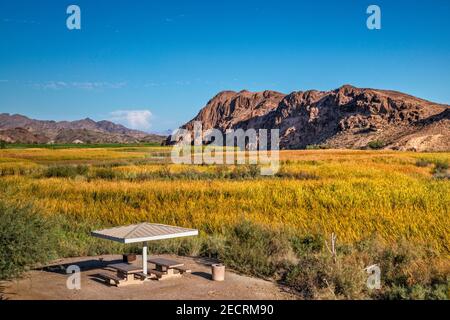 Campeggio al Taylor Lake Campground, zone umide nella zona ripariale del fiume Colorado, Picacho state Recreation Area, Sonoran Desert, vicino a Yuma, California Foto Stock