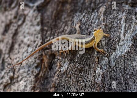 African Striped Skink - Trachylepis Striata, bella lucertola comune da boschi africani e giardini, Zanzibar, Tanzania. Foto Stock