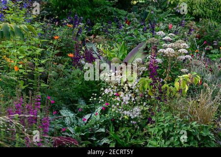 astrantia bo ann,pulmonaria,angelica sylvestris purea,salvia amistad,,ensete ventricosum maurelii,foglie,fogliame,tropicale,pianta,piante,piantare,gar Foto Stock