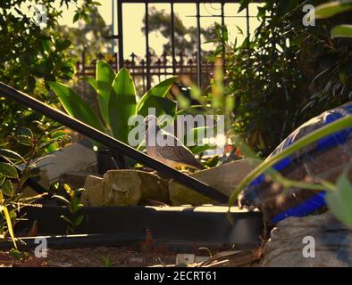 Una colomba macchiata o Spilopelia chinensis (un parassita introdotto) che vive nel nostro giardino anteriore circondato da mattoni, sacchi di terreno e arbusti Foto Stock