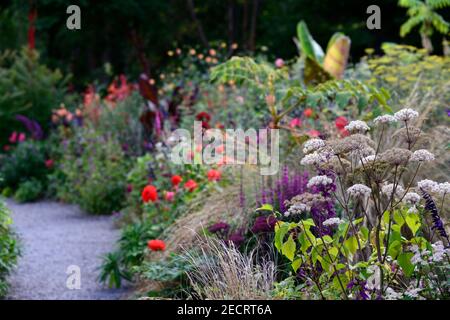 angelica sylvestris purea,salvia amistad,dahlia taratahi Ruby,dahlias giglio,salvia amistad,Stipa gigantea,foglie,fogliame,tropicale,pianta,piante, Foto Stock