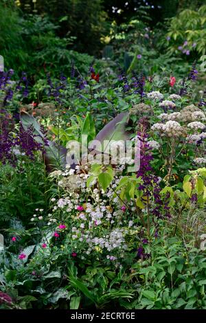 astrantia bo ann,pulmonaria,angelica sylvestris purea,salvia amistad,,ensete ventricosum maurelii,foglie,fogliame,tropicale,pianta,piante,piantare,gar Foto Stock