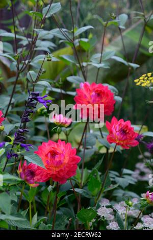 dahlia kilburn bagliore, acqua giglio dahlias, salvia amistad, piantagione mista, giardino, estate, confine esotico, letto, schema di piantagione mista, dahlia e. salvia, dahlias an Foto Stock