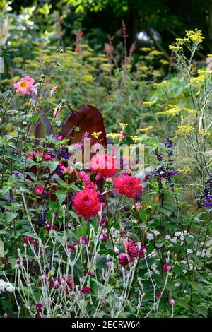 dahlia kilburn bagliore,waterlily dahlias,salvia amistad,lychnis coronaria giardinieri mondo,ensete ventricosum maurelii,,foglie,fogliame,tropicale,pianta,piano Foto Stock