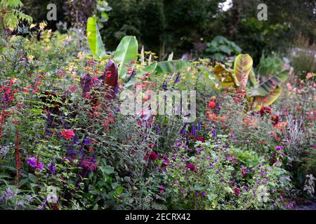 musa sikimensis tiger bengala, banana abissiniana con foglie rosse, Ensete ventricosum Maureli, angelica sylvestris purpurea, salvia amistad, salvia fulgens, da Foto Stock