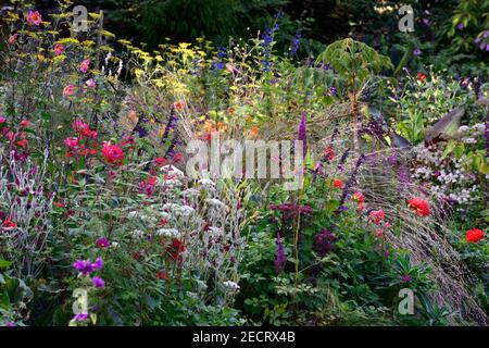 angelica sylvestris purea,salvia amistad,salvia fulgens,dahlia taratahi rubino,lychnis coronaria giardinieri mondo,giglio d'acqua Dahlias,salvia amistad,STI Foto Stock