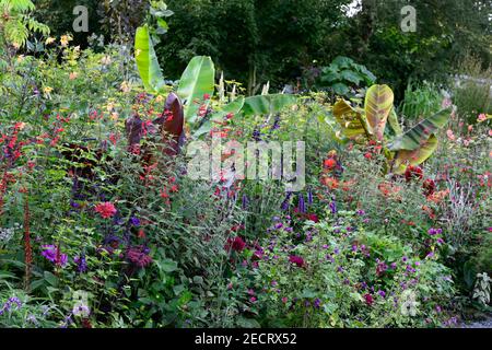 musa sikimensis tiger bengala, banana abissiniana con foglie rosse, Ensete ventricosum Maureli, angelica sylvestris purpurea, salvia amistad, salvia fulgens, da Foto Stock