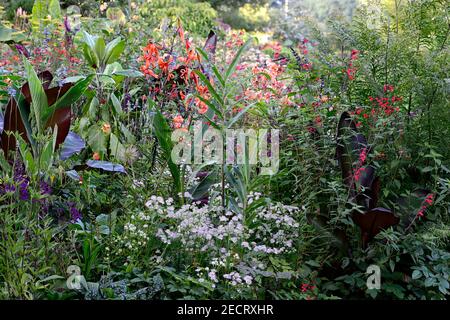 musa,canna taney,,banana abissiniana lievitata rossa,lilium lancifolium tigrinum splendens, Ensete ventricosum Maureli,salvia amistad,salvia fulgens,astra Foto Stock