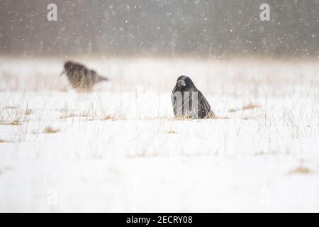 Rook (Corvus frugilegus) nella neve alla ricerca di vermi e granchi da mangiare - Scozia, Regno Unito Foto Stock